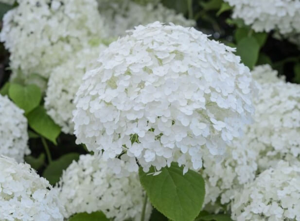 Annabelle Hydrangeas