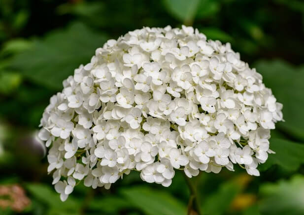 appearance and characteristics of hydrangeas