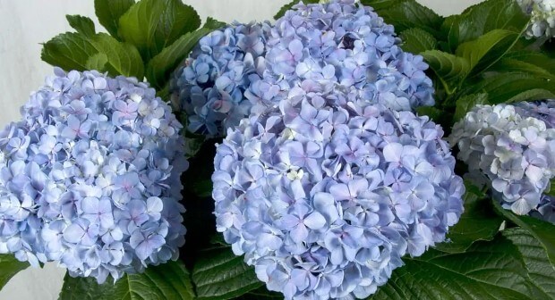 Big Daddy Hydrangea