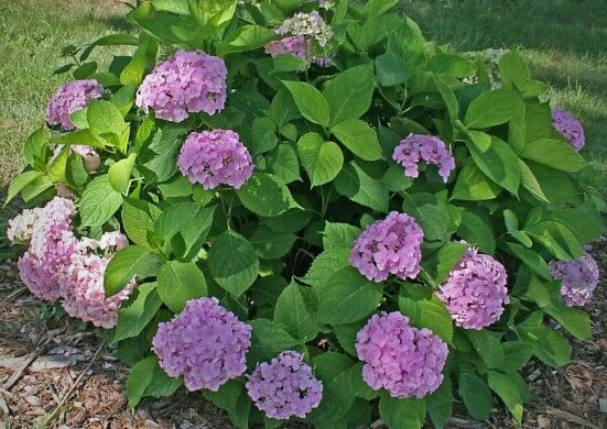 Big-leaved Hydrangea