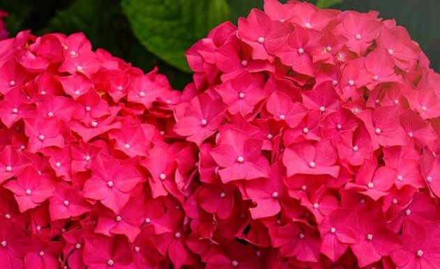 Bigleaf Hydrangea Charm