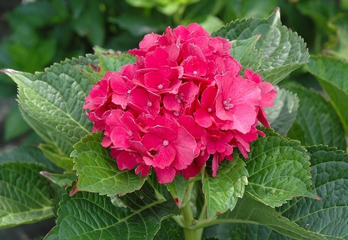 Bigleaf Hydrangea Masja