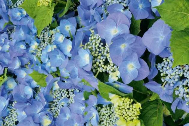 Blaumeise Hydrangea