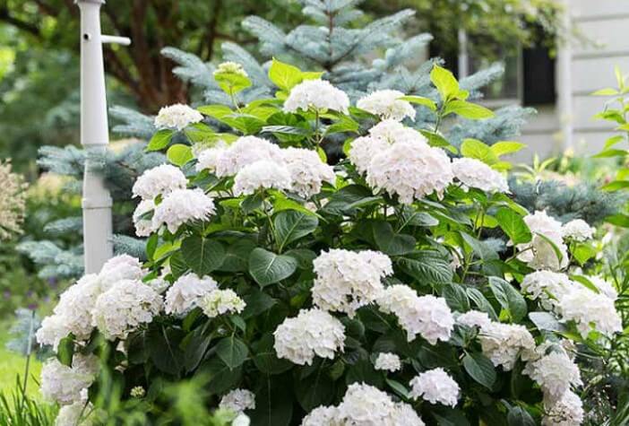 Blushing Bride Hydrangea