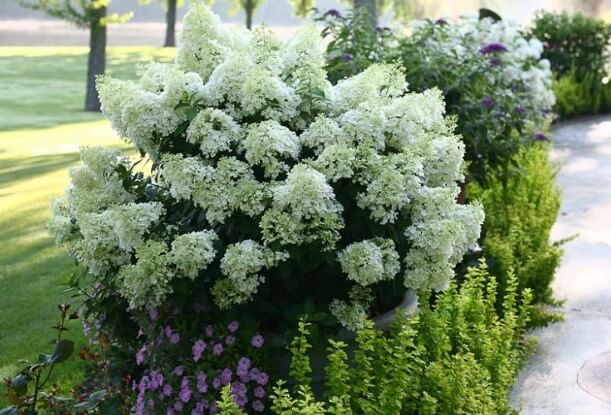 bobo hydrangea