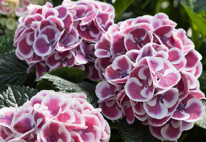 Cityline Mars Hydrangea