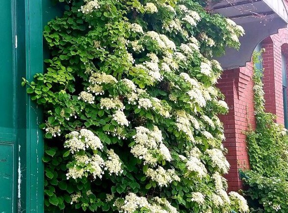 climbing hydrangea