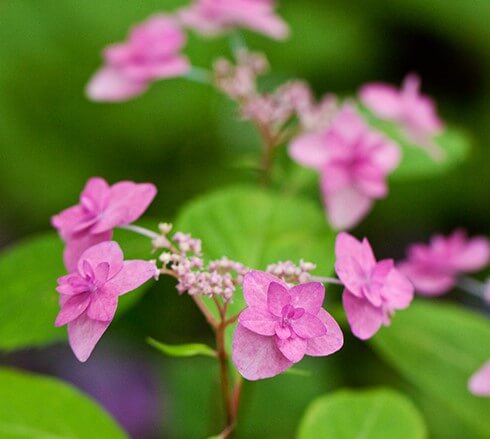 Crug Coral Hydrangea