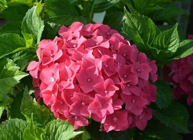 Eldorado Hydrangea