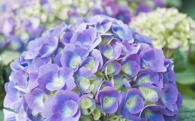 Endless Summer Bloomstruck Hydrangea