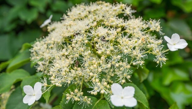 Flying Saucer Hydrangea