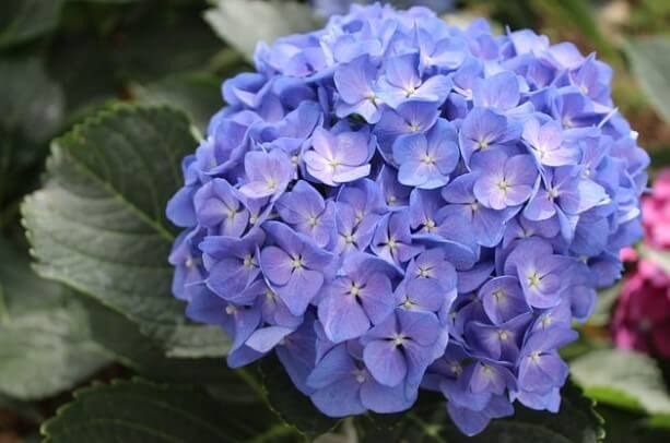 French Hydrangeas