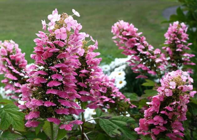 gatsby pink hydrangea