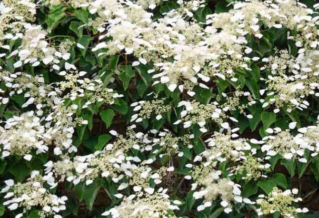 Hydrangea Anomala Subsp. Petiolaris