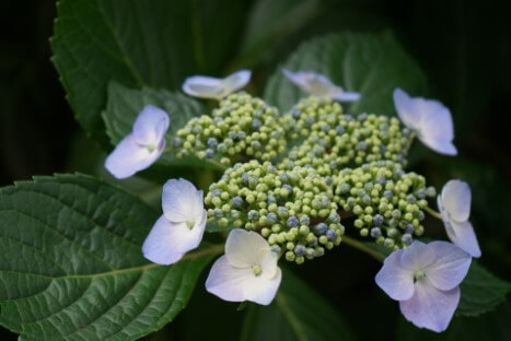 Hydrangea Anomala