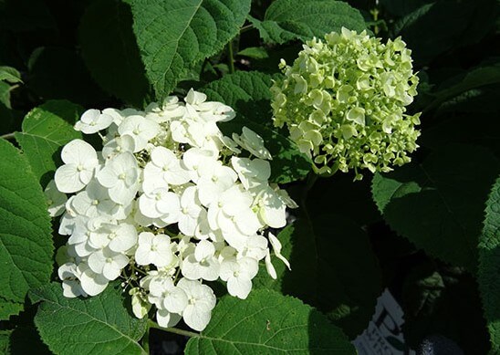 Hydrangea Arborescens