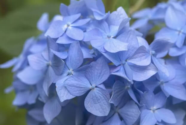 Hydrangea Nikko Blue Shrub