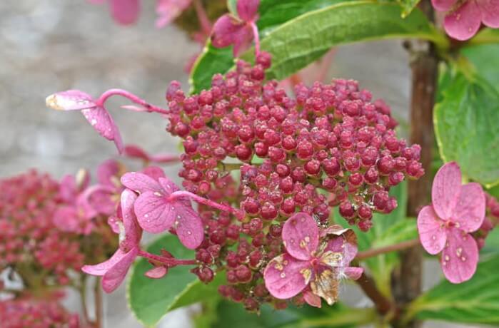 Hydrangea Paniculata Dharuma