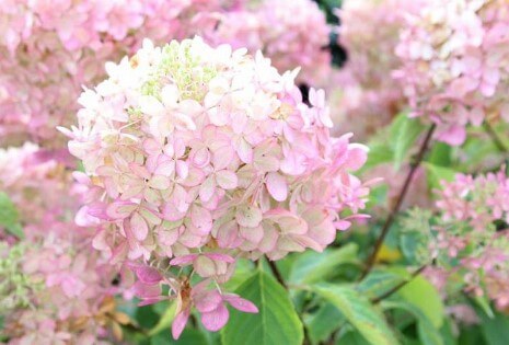 Hydrangea Paniculata 