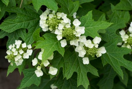 Hydrangea Quercifolia