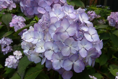 Hydrangea Serrata