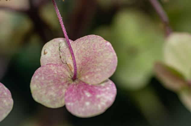 Hydrangea Serratifolia