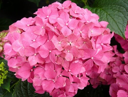 Hydrangea Macrophylla