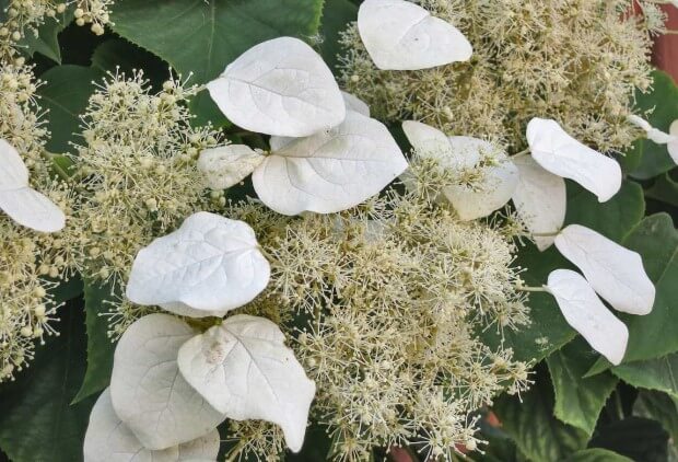 Japanese Climbing Hydrangea