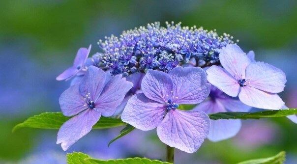 Lacecap Hydrangeas