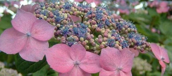 Lilacina Hydrangea