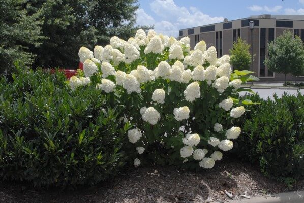 Limelight Hydrangea