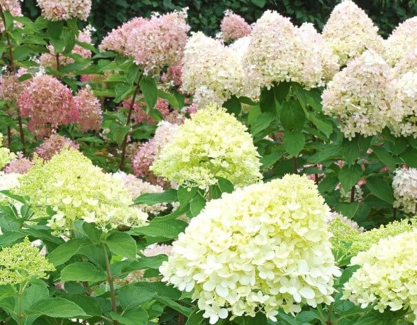 Little Lime Panicle Hydrangea