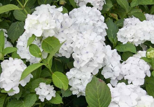 Madame Emile Mouillere Hydrangea