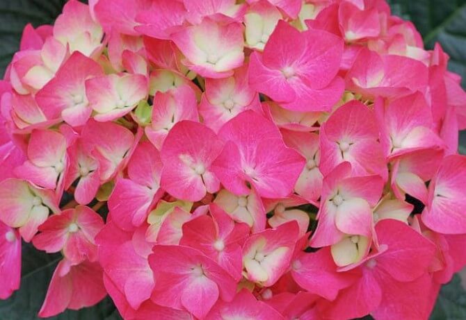 Mophead Hydrangea Pia