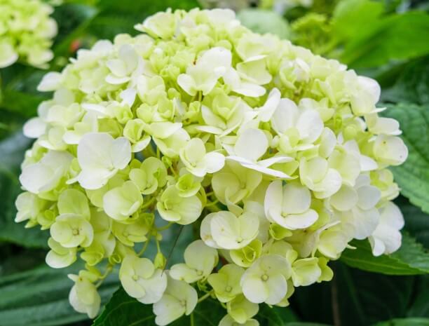 Mophead Hydrangeas