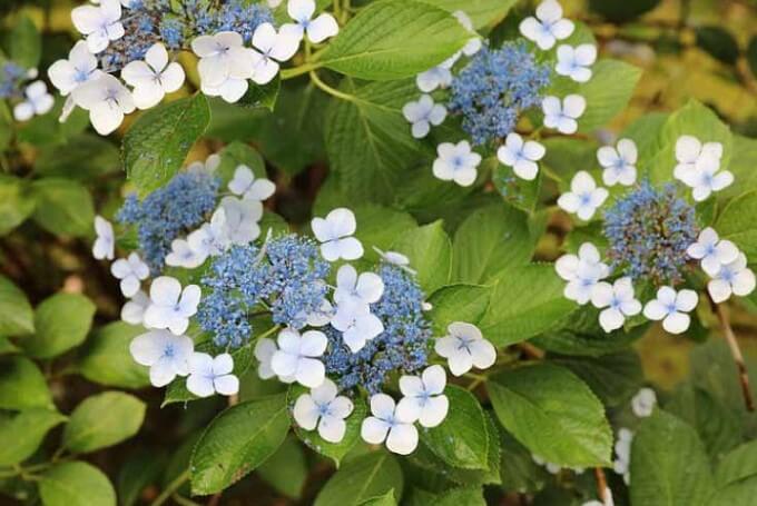 Mountain Hydrangea Bluebird