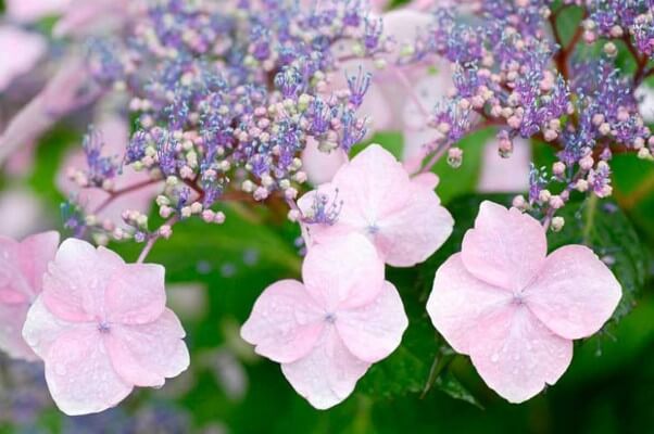 Mountain Hydrangea