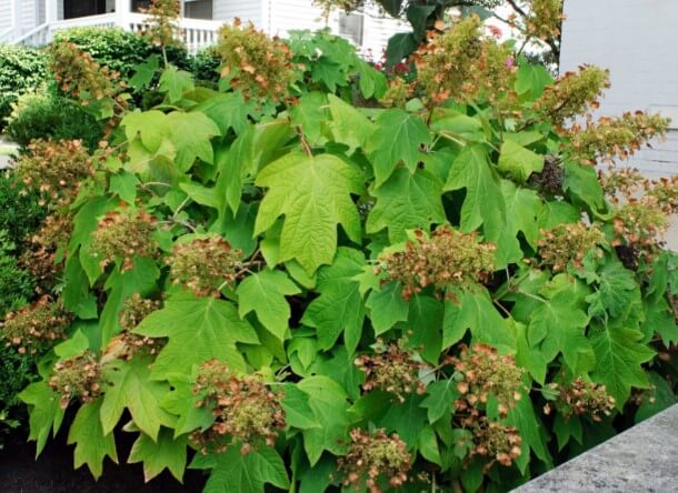 Oakleaf Hydrangeas