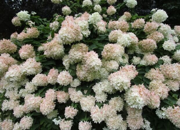 Panicled Hydrangea