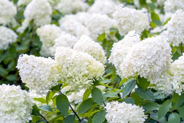 PeeGee Hydrangeas