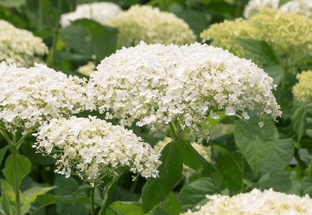 Seaside Serenade Bar Harbor Hydrangea