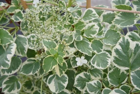 Silver Lining Hydrangea