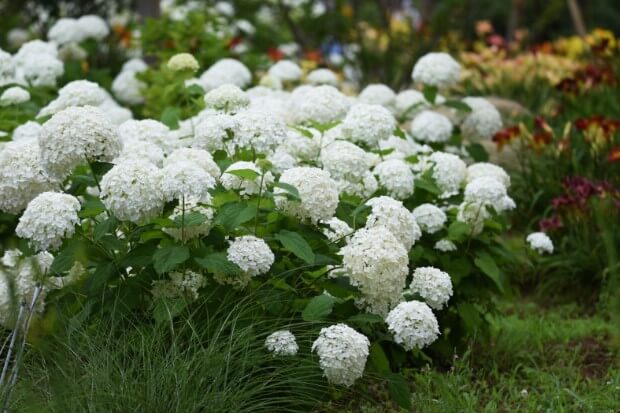 Smooth Hydrangeas