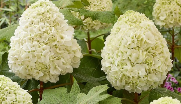 Tara Hydrangea