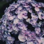 types of hydrangeas