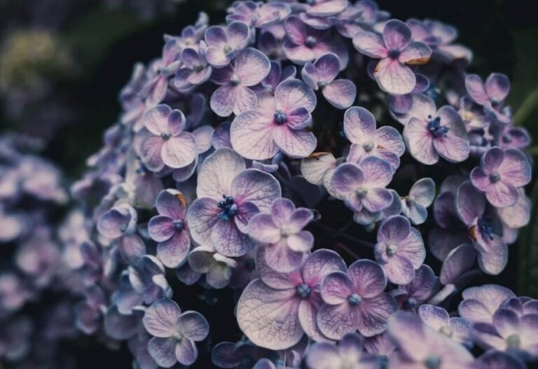 types of hydrangeas