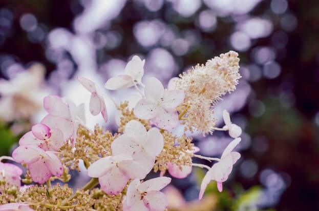 what are hydrangeas