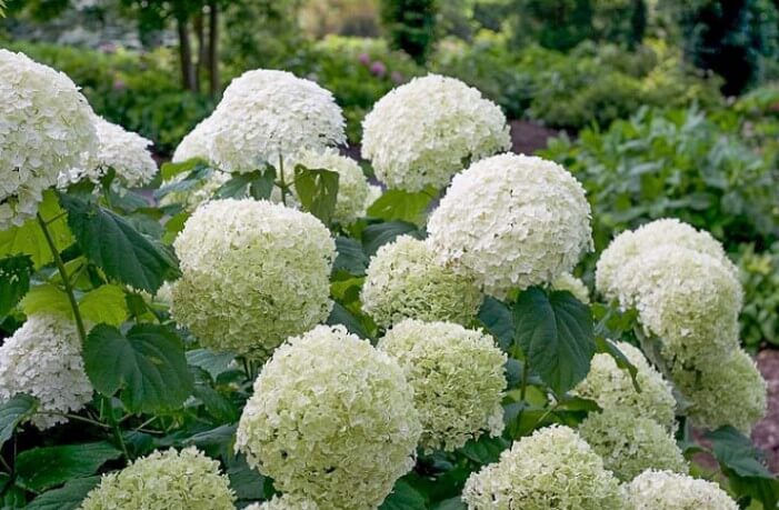 White Hydrangea Incrediball