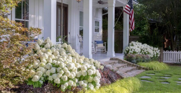 White Wedding Hydrangea