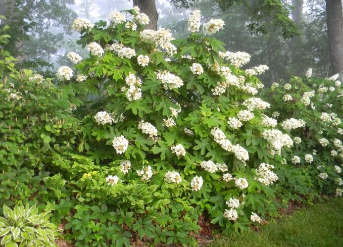 Alice Hydrangea